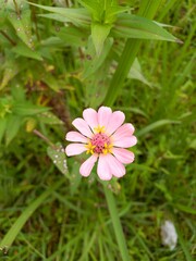 pink flower in the garden