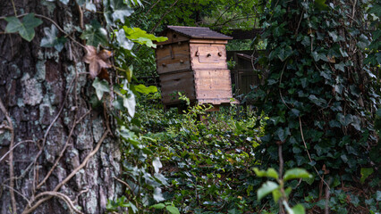 Bee Hive in the Woods