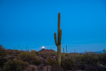 Full moon rising behind saguaro cactus. 