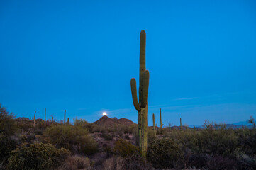 Full moon rising behind saguaro cactus. 