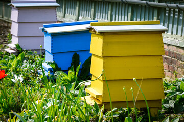 Honey bees in a hive making honey