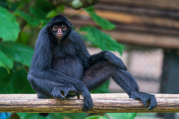 Peruvian spider monkey