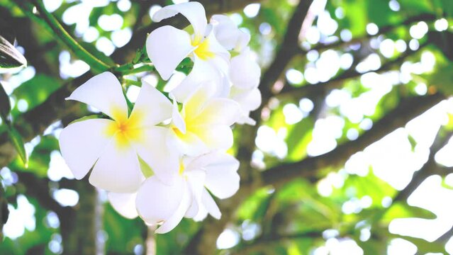 frangipani flowers with golden yellow afternoon sunlight, beautiful white flowers blown by the natural wind,White flower wreaths in Thailand are called Leelawadee.