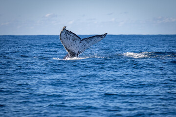 Naklejka premium Whale tail during the whale migration NSW