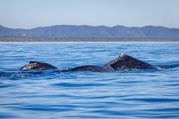 Naklejka premium Whales travelling on humpback highway in NSW