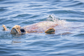 Obraz premium Loggerhead turtle relaxing on the surface of the ocean
