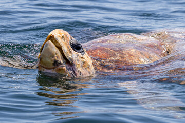 Loggerhead Turtle popping up for some air in the ocean in NSW