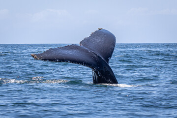Whale tail during the whale migration NSW - obrazy, fototapety, plakaty