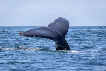Foto op Canvas Whale tail during the whale migration NSW © Amanda