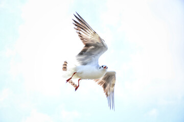 seagull in flight