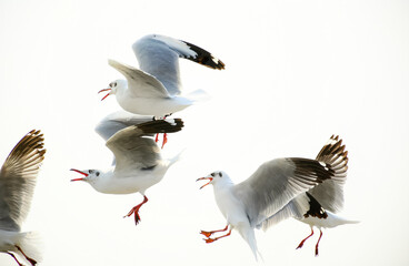 Obraz premium seagull in flight