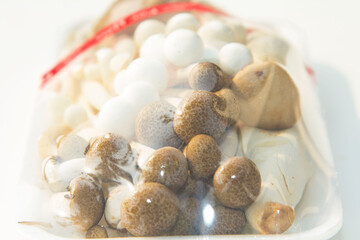 Organic shiitake or shiitake mushrooms grown in a farmer's mushroom farm grown for sale and exported abroad is a healthy vegetarian food that farmers package to sell in the vegetable market