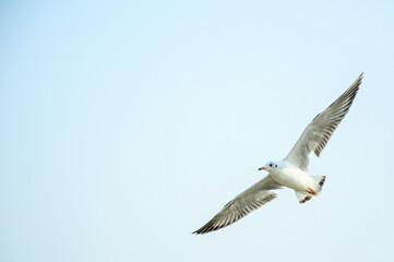 Obraz premium seagull in flight