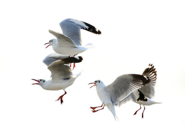 seagull in flight