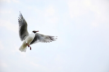seagull in flight