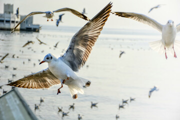 seagull in flight