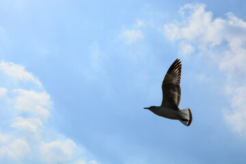 Obraz premium eagle in flight