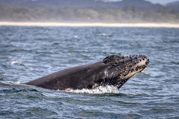 Whale in NSW on humpback highway