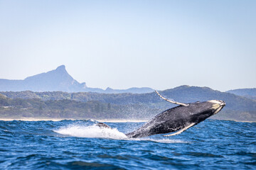 Whale breaching with Mount Warning in the background