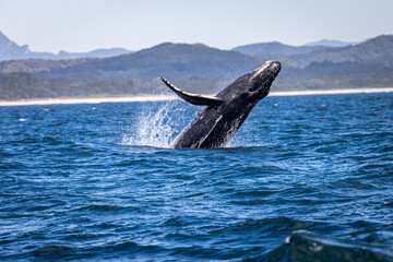 Whale breaching in NSW, Australia