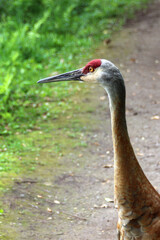 Sandhill crane