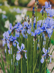 a bed of blue irises