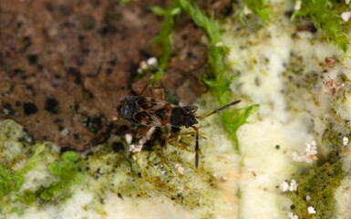 Dirt-colored Seed Bug, Scolopostethus thomsoni on fungi