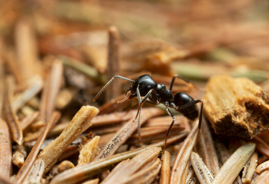 Jet black ant, Lasius fuliginosus among pine needles, macro photo