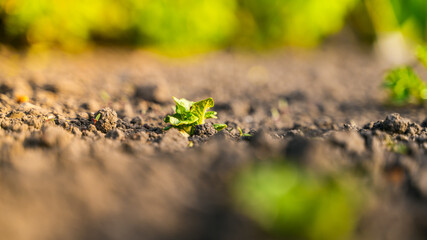 Young green potato bush close-up on a garden bed in the soil