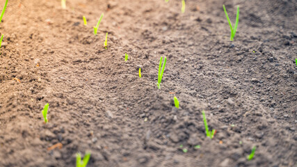 The first young sprouts of green onions in the garden bed close-up in the morning. sunset lighting