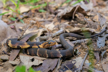 juvenile Broad Banded Watersnake