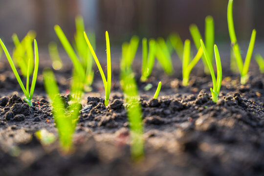 Beautiful green leaves of a young onion close-up in a garden bed at sunset