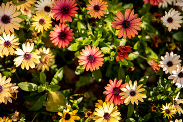 Fototapeta premium flowers in a garden