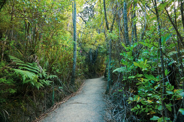 The View Around Mount Manaia Scenic Reserve near Whangarei, Northland, New Zealand.