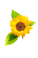 ヒマワリ　Sunflower