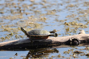 Obraz premium turtle on the water