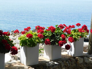 Red geranium flowers by the sea