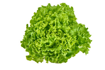 Fresh green lettuce isolated on a white background