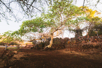  Giant amate tree in the wild