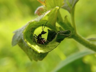Forest ant closeup, on the leaves