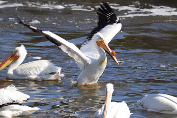 American Pelican