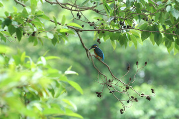 夏の緑が一杯の木の小枝に一羽のカワセミ