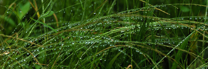 dew on grass