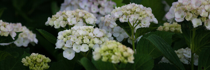 hydrangea flowers in the forest