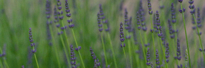 lavender in the field