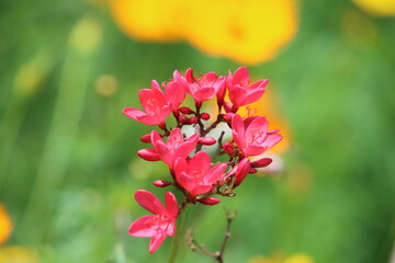 Jatropha integerrima, commonly known as peregrina or spicy jatropha, is a species of flowering plant in the spurge family, Euphorbiaceae, that is native to Cuba and Hispaniola.