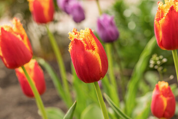Background of a large number of bright blooming tulips.