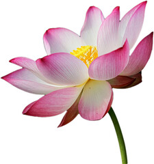 Pink Water Lily Flower Lotus White
