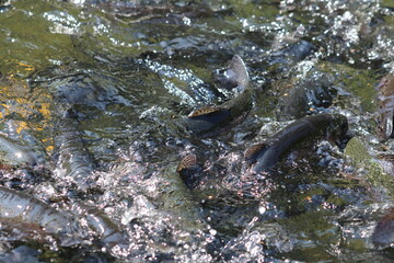 Rainbow Trout