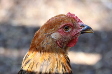 portrait of a chicken